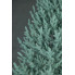 Искусственная елка Arts Pine Лесная Венская 250 см Полипропилен с металлической подставкой Голубой (SG-6190)