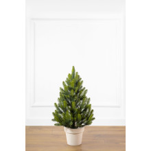 Ялинка лита Ялинка лита