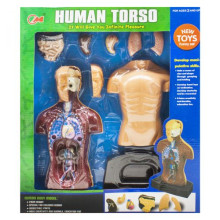 Набор с человеческим телом Human Torso, в разрезе 377297_2851